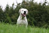 DOGUE ARGENTIN 441